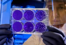 Alternativa aos antibióticos: cientistas criam “mutante” para combater bactérias multirresistentes alternativa antibioticos