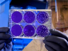 Alternativa aos antibióticos: cientistas criam “mutante” para combater bactérias multirresistentes alternativa antibioticos