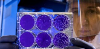 Alternativa aos antibióticos: cientistas criam “mutante” para combater bactérias multirresistentes alternativa antibioticos