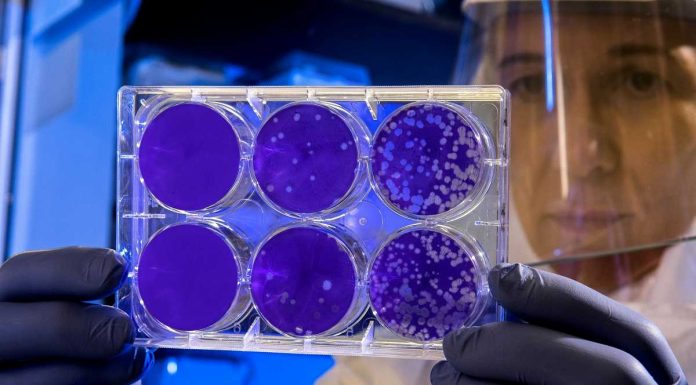 Alternativa aos antibióticos: cientistas criam “mutante” para combater bactérias multirresistentes alternativa antibioticos