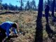 Impactos das plantações de eucalipto nos animais invertebrados: estudo potencia melhores estratégias impactos das plantacoes de eucaliptos