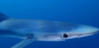 Canhões submarinos: estudo sobre o tubarão-azul sublinha a importância da preservação dos ecossistemas canhoes submarinos