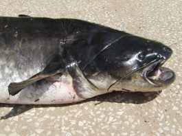 especie de peixe invasora