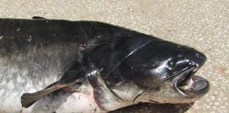 Espécie de peixe invasora e com elevada fecundidade ameaça biodiversidade aquática no Tejo especie de peixe invasora