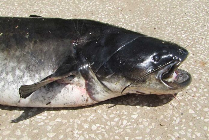 especie de peixe invasora especie de peixe invasora