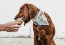 Alimentos perigosos para cães: cinco tentações de Páscoa a que convém resistir alimentos perigosos para caes