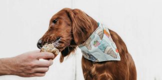 Alimentos perigosos para cães: cinco tentações de Páscoa a que convém resistir alimentos perigosos para caes