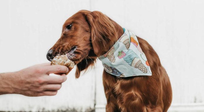 Alimentos perigosos para cães: cinco tentações de Páscoa a que convém resistir alimentos perigosos para caes