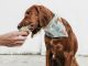 Alimentos perigosos para cães: cinco tentações de Páscoa a que convém resistir alimentos perigosos para caes