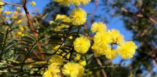 Controlo biológico da acácia: Universidade de Coimbra confirma segurança ecológica do primeiro agente de combate controlo biologico da acacia