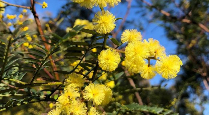 Controlo biológico da acácia: Universidade de Coimbra confirma segurança ecológica do primeiro agente de combate controlo biologico da acacia