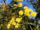 Controlo biológico da acácia: Universidade de Coimbra confirma segurança ecológica do primeiro agente de combate controlo biologico da acacia
