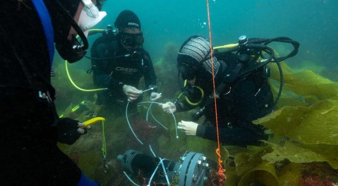 Sons dos peixes: MARE lança primeiro catálogo acústico da costa portuguesa sons dos peixes