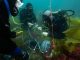 Sons dos peixes: MARE lança primeiro catálogo acústico da costa portuguesa sons dos peixes