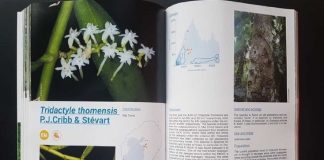 Espécies endémicas de São Tomé e Príncipe: investigadora de Coimbra colabora em livro sobre urgência da conservação da flora única do país