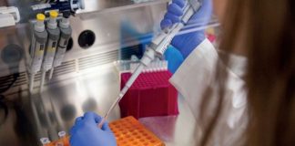 Estudo identifica pela primeira vez estirpes bacterianas que afetam gravemente várias culturas agrícolas em Portugal estirpes bacterianas
