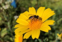 Polinizadores silvestres: UC integra projeto europeu de restauração ecológica de habitats polinizadores silvestres