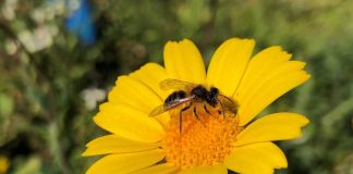 Polinizadores silvestres: UC integra projeto europeu de restauração ecológica de habitats polinizadores silvestres