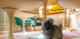 Explore 4 vilas em Portugal com alojamentos que aceitam animais de estimação vilas pet friendly
