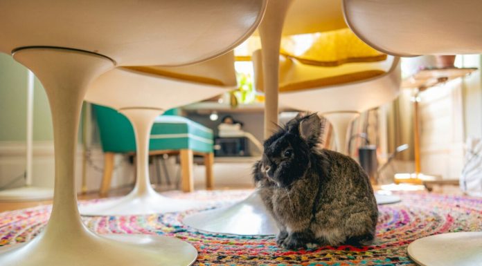 Explore 4 vilas em Portugal com alojamentos que aceitam animais de estimação vilas pet friendly