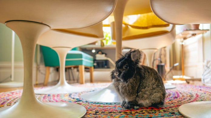vilas pet friendly