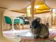Explore 4 vilas em Portugal com alojamentos que aceitam animais de estimação vilas pet friendly