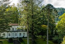 Árvore do Ano: açoriana “Senhora do Parque” é candidata à edição de 2026 arvore do ano