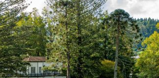 Árvore do Ano: açoriana “Senhora do Parque” é candidata à edição de 2026 arvore do ano