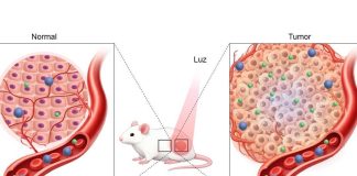 Molécula inovadora para tratamento do cancro em desenvolvimento na Universidade de Coimbra molecula inovadora