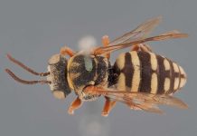 Abelhas Europeias: investigador de Coimbra integra equipa de avaliação da Lista Vermelha da União Internacional para a Conservação da Natureza abelhas europeias