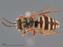 Abelhas Europeias: investigador de Coimbra integra equipa de avaliação da Lista Vermelha da União Internacional para a Conservação da Natureza abelhas europeias