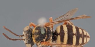 Abelhas Europeias: investigador de Coimbra integra equipa de avaliação da Lista Vermelha da União Internacional para a Conservação da Natureza abelhas europeias