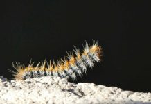 Lagarta do pinheiro: veterinária explica como identificar sintomas e o que fazer de imediato lagarta do pinheiro