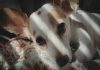 Mercado pet em Portugal: crescimento está a redefinir quem tem condições para competir mercado pet em portugal