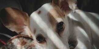 Mercado pet em Portugal: crescimento está a redefinir quem tem condições para competir mercado pet em portugal