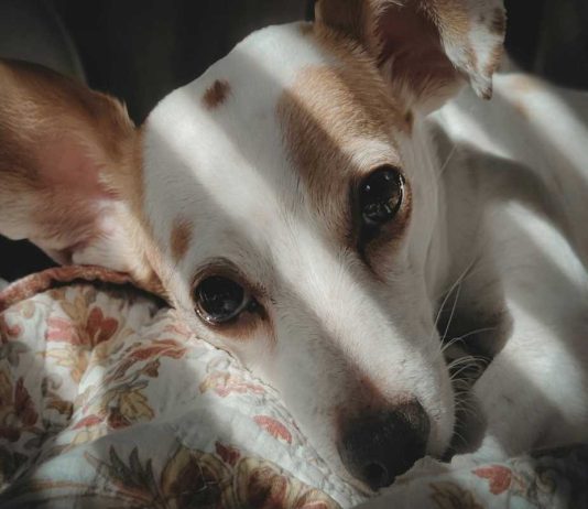 Mercado pet em Portugal: crescimento está a redefinir quem tem condições para competir mercado pet em portugal