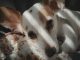Mercado pet em Portugal: crescimento está a redefinir quem tem condições para competir mercado pet em portugal