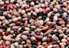 Leguminosas alimentares: projeto europeu INCREASE reforça proteção da diversidade na Europa leguminosas alimentares