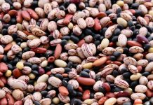 leguminosas alimentares