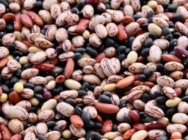 Leguminosas alimentares: projeto europeu INCREASE reforça proteção da diversidade na Europa leguminosas alimentares