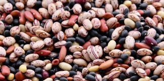 Leguminosas alimentares: projeto europeu INCREASE reforça proteção da diversidade na Europa leguminosas alimentares