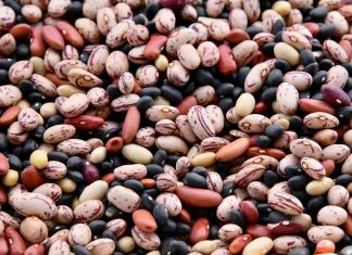Leguminosas alimentares: projeto europeu INCREASE reforça proteção da diversidade na Europa leguminosas alimentares