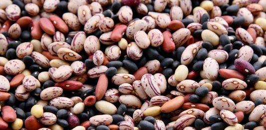 Leguminosas alimentares: projeto europeu INCREASE reforça proteção da diversidade na Europa leguminosas alimentares