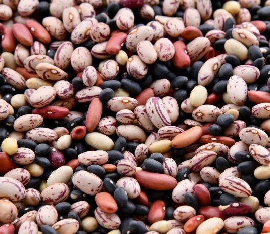 Leguminosas alimentares: projeto europeu INCREASE reforça proteção da diversidade na Europa leguminosas alimentares