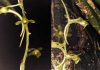 Orquídeas africanas: Universidade de Coimbra coordena descoberta de novas espécies com sistema de polinização raro orquideas africanas