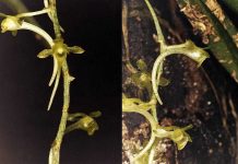 Orquídeas africanas: Universidade de Coimbra coordena descoberta de novas espécies com sistema de polinização raro orquideas africanas