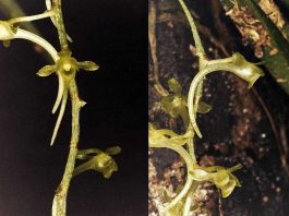 Orquídeas africanas: Universidade de Coimbra coordena descoberta de novas espécies com sistema de polinização raro orquideas africanas