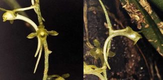 Orquídeas africanas: Universidade de Coimbra coordena descoberta de novas espécies com sistema de polinização raro orquideas africanas