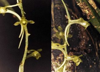 Orquídeas africanas: Universidade de Coimbra coordena descoberta de novas espécies com sistema de polinização raro orquideas africanas