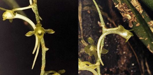 Orquídeas africanas: Universidade de Coimbra coordena descoberta de novas espécies com sistema de polinização raro orquideas africanas